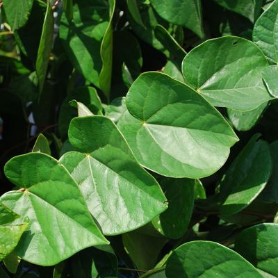 Dúsvirágú kínai júdásfa Cercis chinensis 'Avondale'