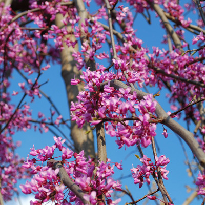 Csüngőágú júdásfa Cercis canadensis 'Lavander Twist'