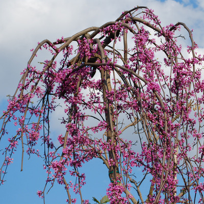 Cercis canadensis 'Lavander Twist' Csüngőágú júdásfa