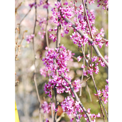 Csüngőágú júdásfa Cercis canadensis 'Lavander Twist'