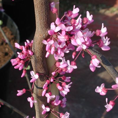 Csüngőágú júdásfa Cercis canadensis 'Lavander Twist'