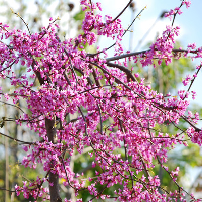 Csüngőágú júdásfa Cercis canadensis 'Lavander Twist'