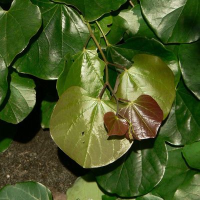 Cercis canadensis 'Oklahoma' Kanadai júdásfa