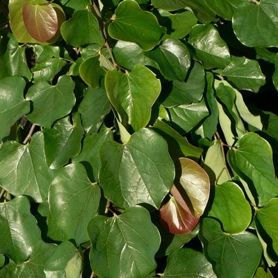 Kanadai júdásfa Cercis canadensis 'Oklahoma'