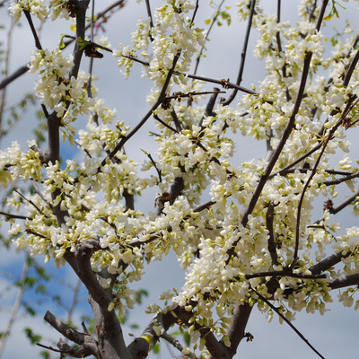 K&iacute;nai j&uacute;d&aacute;sfa Cercis chinensis 'Shirobana'