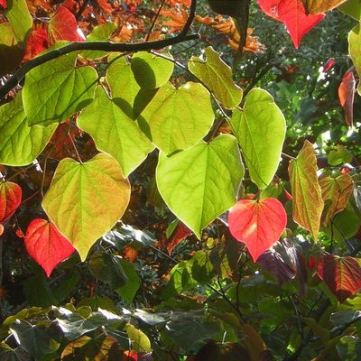 Cercis canadensis Kanadai júdásfa