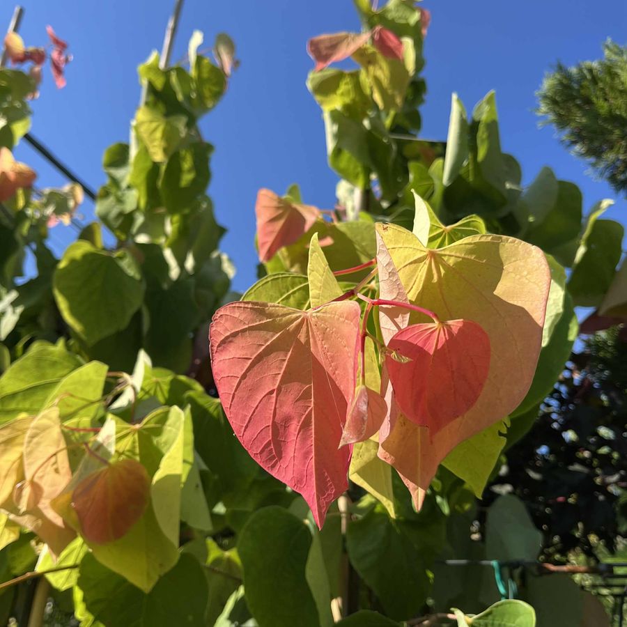Kanadai j&uacute;d&aacute;sfa Cercis canadensis 'The Rising Sun'