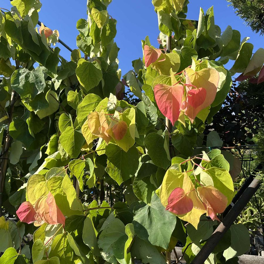 Kanadai j&uacute;d&aacute;sfa Cercis canadensis 'The Rising Sun'