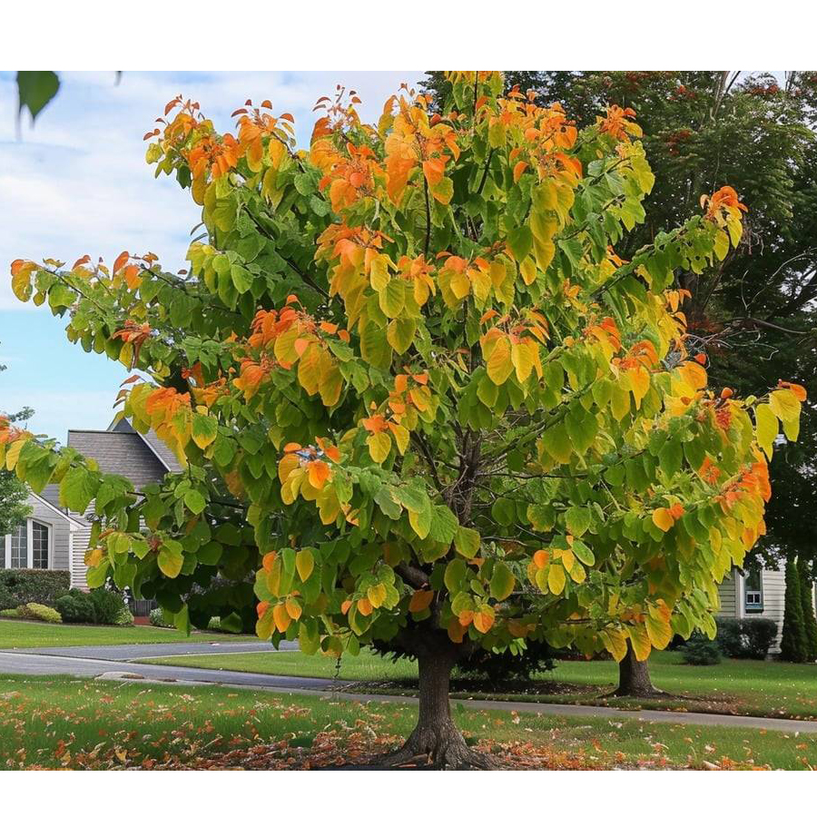 Kanadai j&uacute;d&aacute;sfa Cercis canadensis 'The Rising Sun'