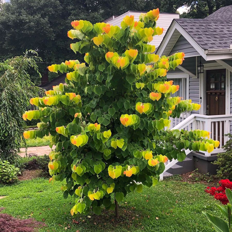 Cercis canadensis 'The Rising Sun' Kanadai j&uacute;d&aacute;sfa