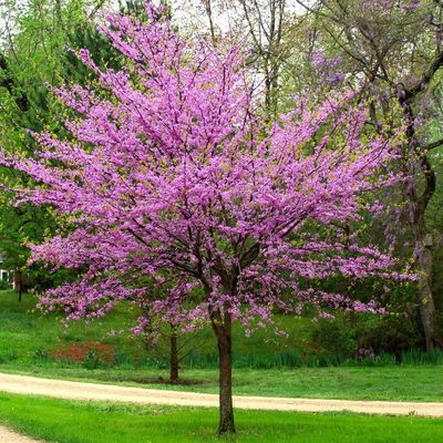 Kanadai júdásfa Cercis canadensis