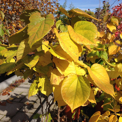 Dúsvirágú kínai júdásfa Cercis chinensis 'Avondale'