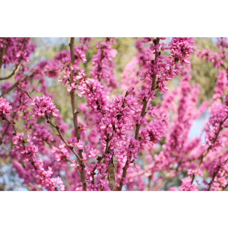 Cercis chinensis Kínai júdásfa