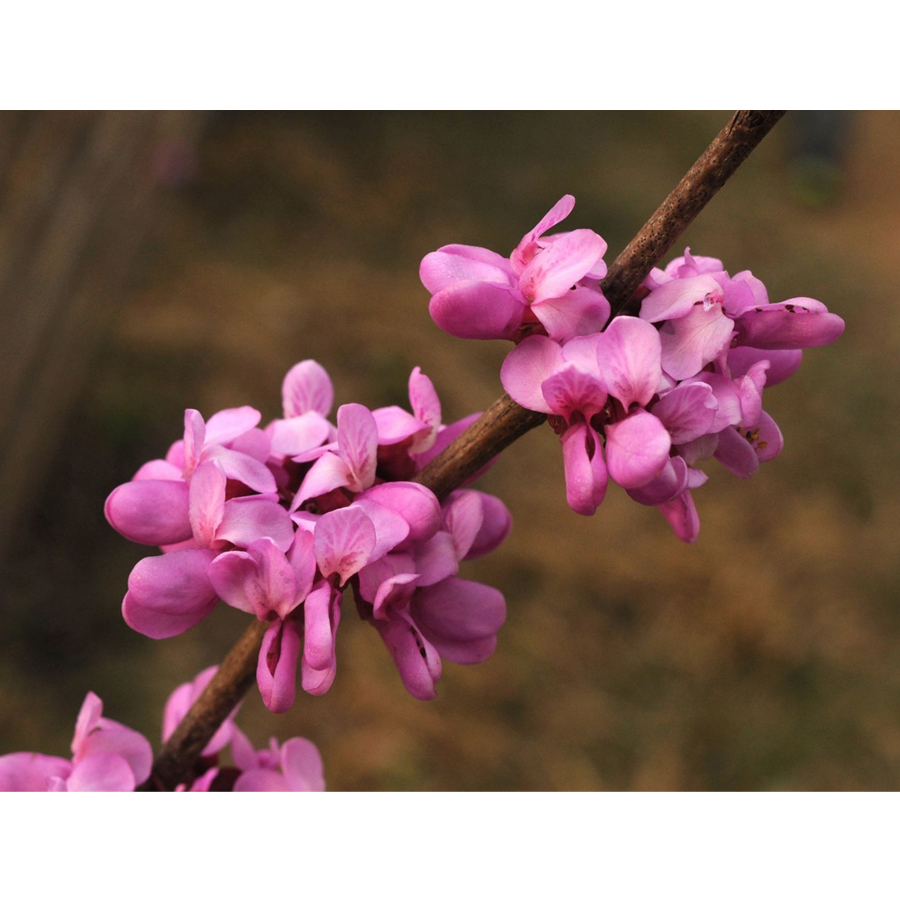 Kínai júdásfa Cercis chinensis