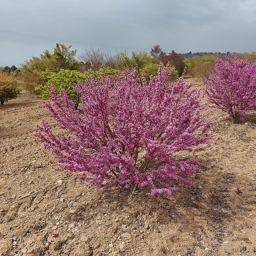 Kínai júdásfa Cercis chinensis