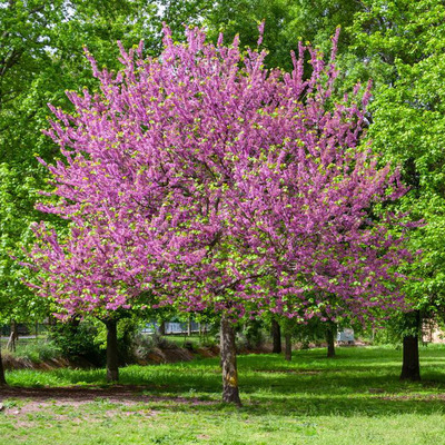 Kanadai júdásfa Cercis canadensis 'Oklahoma'