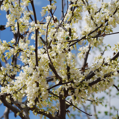 Cercis chinensis 'Shirobana' K&iacute;nai j&uacute;d&aacute;sfa