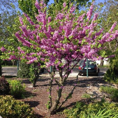 Cercis siliquastrum Júdásfa