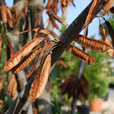 Dúsvirágú kínai júdásfa Cercis chinensis 'Avondale'