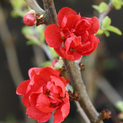 Chaenomeles japonica 'Red Joy' Japánbirs