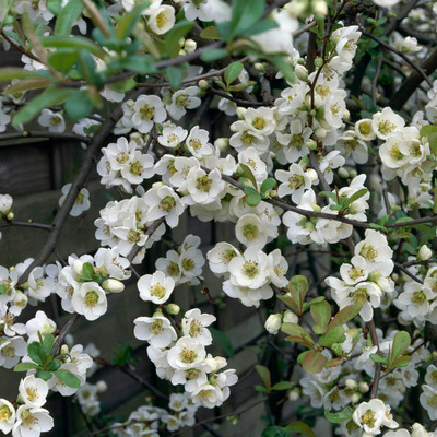 Chaenomeles speciosa 'Nivalis' Japánbirs