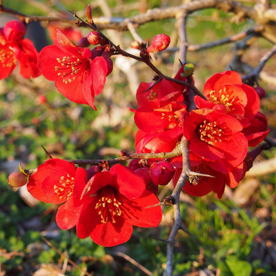 Chaenomeles x superba 'Etna' Japánbirs