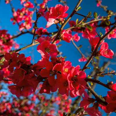 Chaenomeles x superba 'Fire Dance' Jap&aacute;nbirs