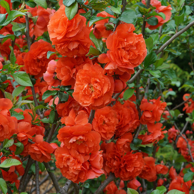 Chaenomeles x superba 'Orange Storm' Japánbirs