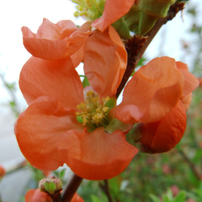 Chaenomeles x superba 'Orange Trail' Japánbirs