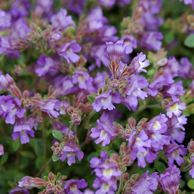 Chaenorhinum origanifolium 'Blue Dream' T&ouml;rpe oroszl&aacute;nsz&aacute;j