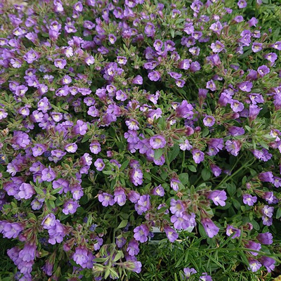 T&ouml;rpe oroszl&aacute;nsz&aacute;j Chaenorhinum origanifolium 'Blue Dream'