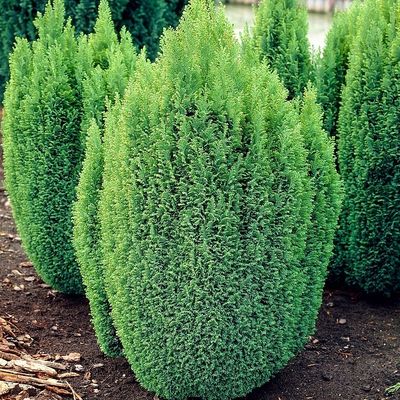 Chamaecyparis lawsoniana 'Ellwood's Gold' Arany oregoni hamisciprus