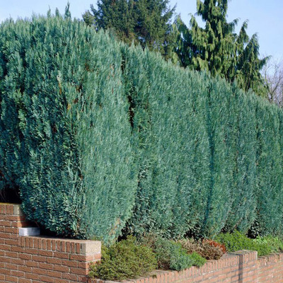 Kék oregoni hamisciprus Chamaecyparis lawsoniana 'Columnaris Glauca'