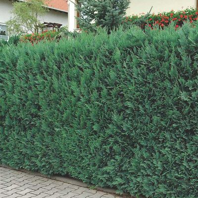 K&eacute;k oregoni hamisciprus Chamaecyparis lawsoniana 'Columnaris'