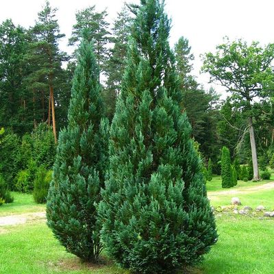 Chamaecyparis lawsoniana 'Columnaris' Kék oregoni hamisciprus