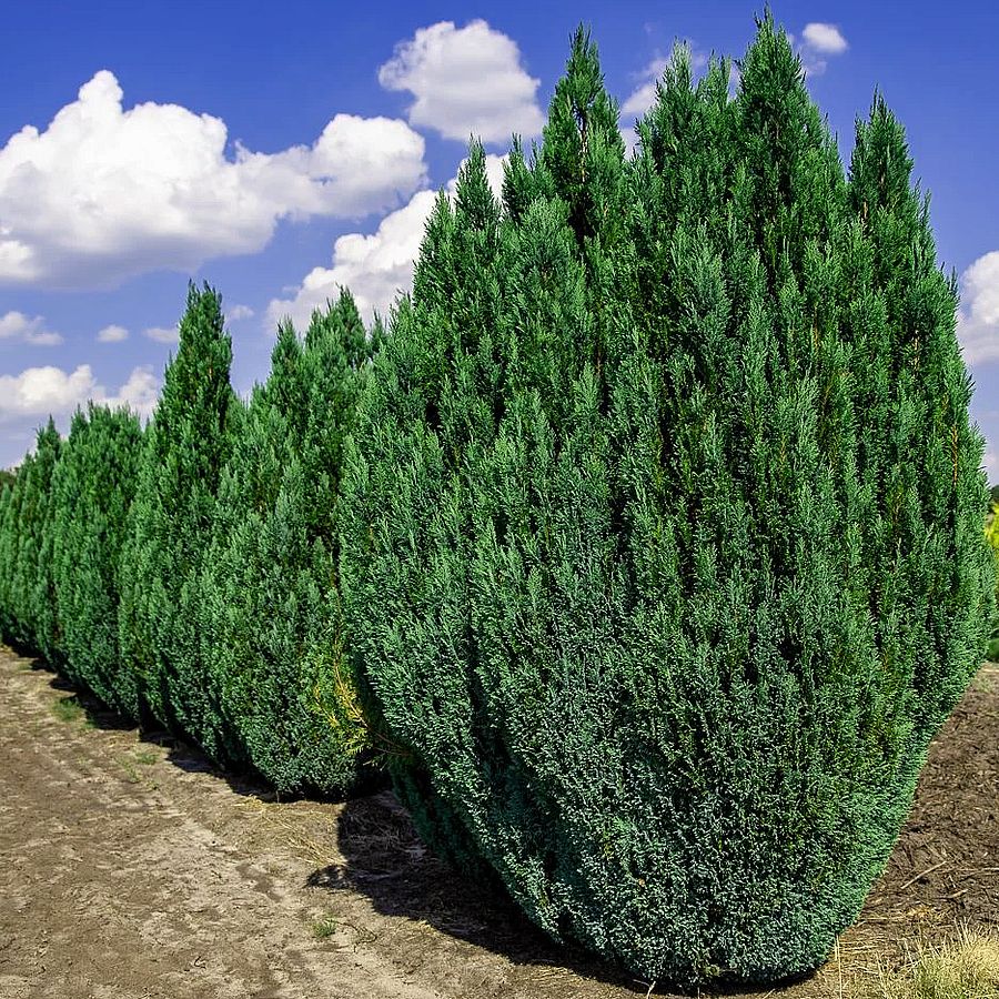 Chamaecyparis lawsoniana 'Ellwoodii' Kék oregoni hamisciprus