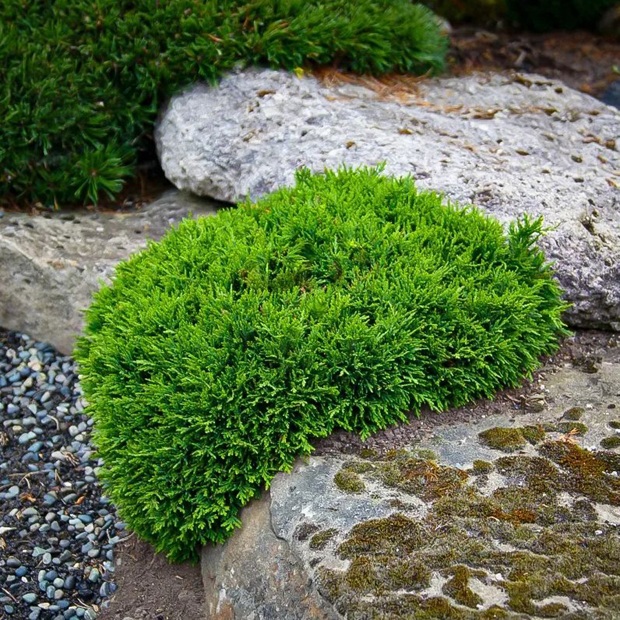 Chamaecyparis lawsoniana 'Green Globe' Gömb hamisciprus