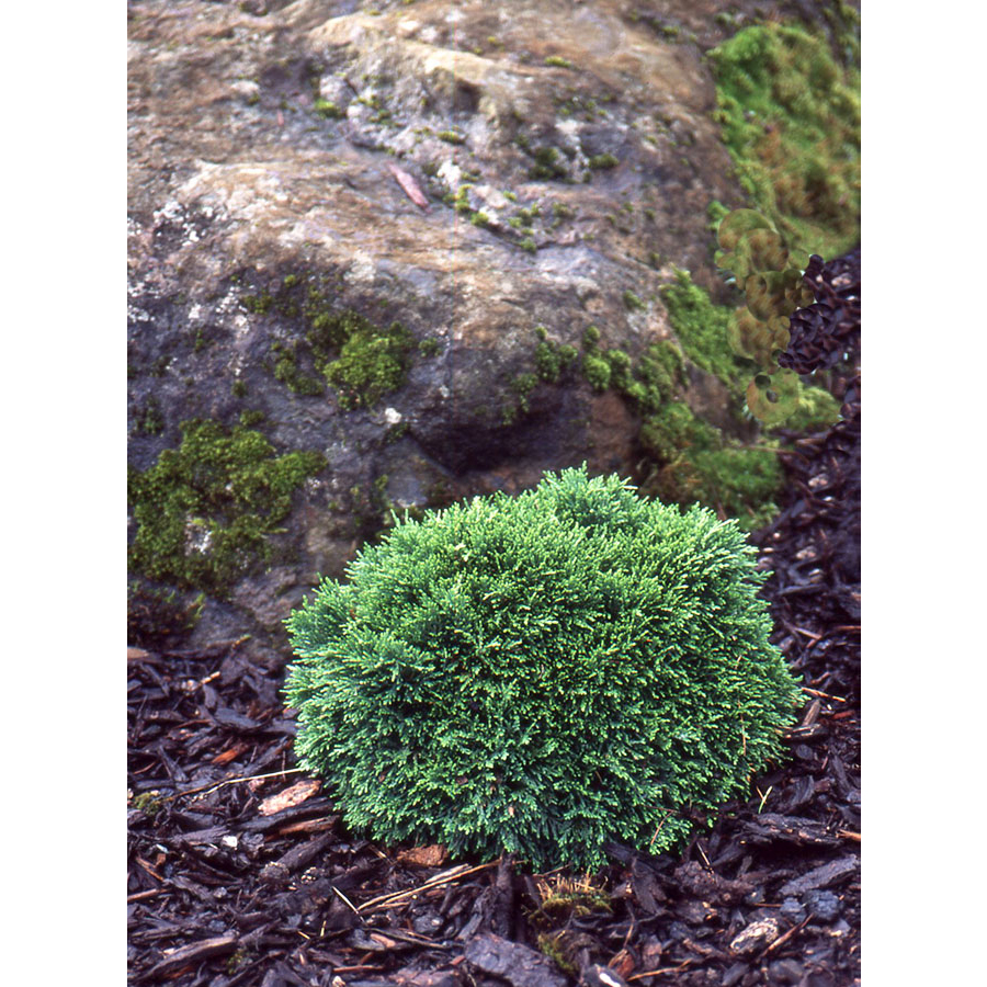 Gömb hamisciprus Chamaecyparis lawsoniana 'Green Globe'