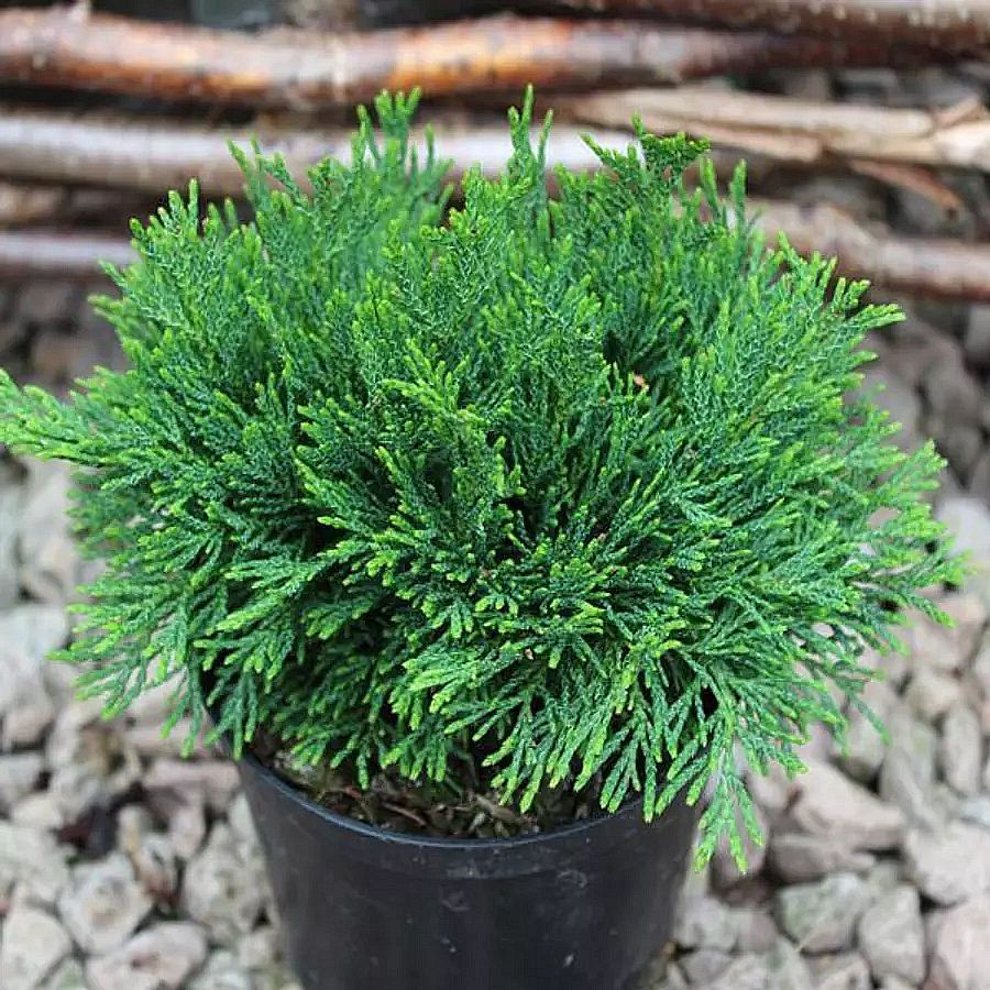 Gömb hamisciprus Chamaecyparis lawsoniana 'Green Globe'