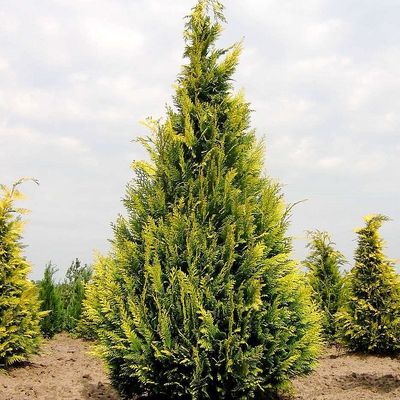 Chamaecyparis lawsoniana 'Ivonne' (Yvonne) Arany oregoni hamisciprus