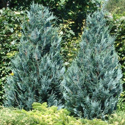 Chamaecyparis lawsoniana 'Pelt's Blue' Ac&eacute;lk&eacute;k hamisciprus