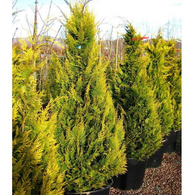 Chamaecyparis lawsoniana 'Stadrust' Arany oregoni hamisciprus