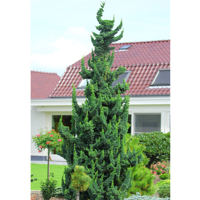 Chamaecyparis lawsoniana 'Wissels Saguaro' Saguaro hamisciprus