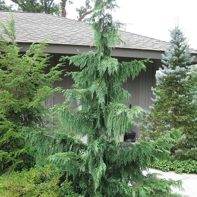 Chamaecyparis nutkatensis 'Pendula' Cs&uuml;ngő nutka hamisciprus