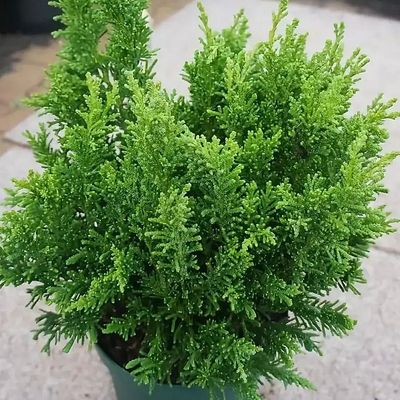 Chamaecyparis obtusa 'Draht' Hinoki álciprus