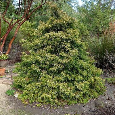 Hinoki álciprus Chamaecyparis obtusa 'Tsatsumi Gold'