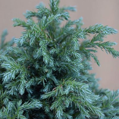 T&ouml;rpe szav&aacute;ra &aacute;lciprus Chamaecyparis pisifera 'Baby Blue'