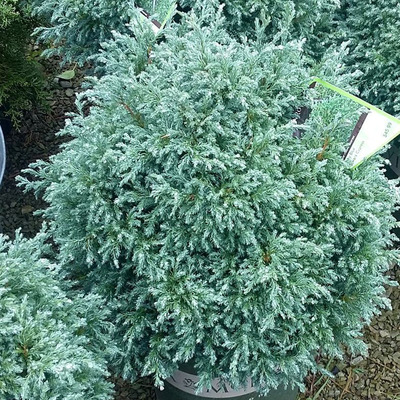 Chamaecyparis pisifera 'Baby Blue' T&ouml;rpe szav&aacute;ra &aacute;lciprus