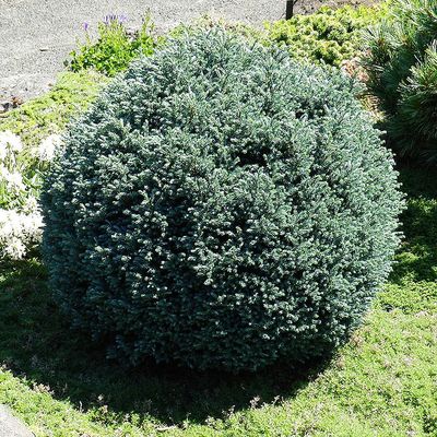 Chamaecyparis pisifera 'Blue Moon' Törpe szavára álciprus