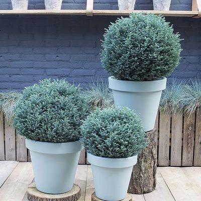 Törpe szavára álciprus Chamaecyparis pisifera 'Blue Moon'